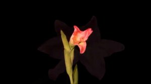 Футажи   Распускающиеся цветы   для красивого видеомонтажа скачать бесплатно