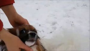Фалены из питомника Аль де Лион