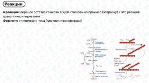 Синтез гликогена БИОХИМИЯ: обмен углеводов, синтез углеводов биохимия, обмен глюкозы
