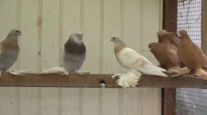 Продолжение темы о тасманах../ 01.01. 2017 / Рассказываю про породу голубей-тасманы 2 ч.