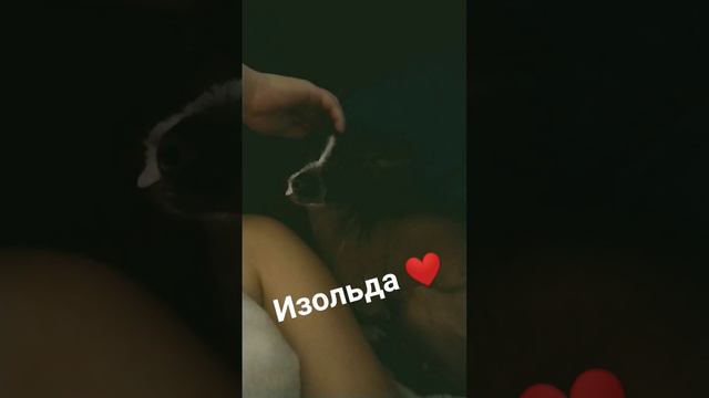 Доброго вечера 🐭❤#ксоло #изольда #собака