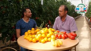 Царские томаты для заготовок