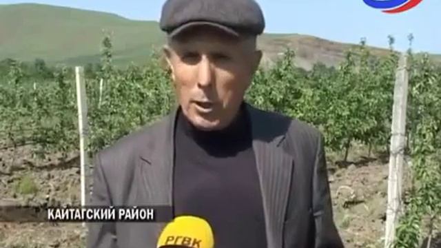 Новости Кайтагского района: идет развивитие интенсивное садоводство