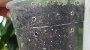 Марниера и спатифиллум Silver Cupido