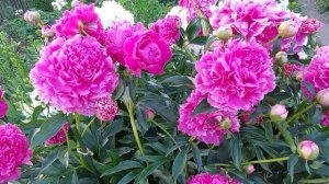 Пионы.Ярославна выдала необьятный куст.Средне-поздний срезочный сорт начинает цветение.2022г.