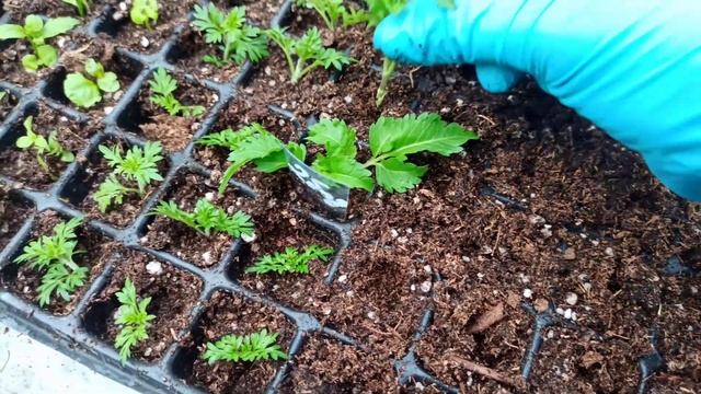 Вегетативный биденс. Черенкование. смотреть онлайн