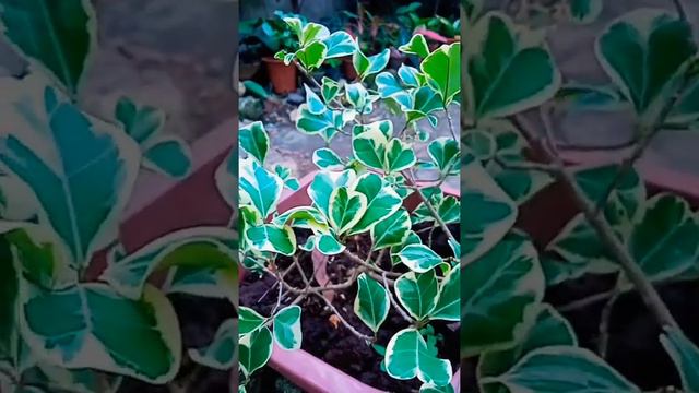 VARIEGATED FICUS TRIANGULARIS||HEART LEAF|| BACKYARD||ORNAMENTAL PLANTS||LUCKY PLANTS