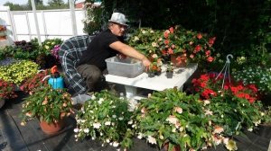 Секрет черенкования бегонии! 100% результат!