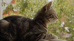 История из жизни: кошка спасла семью от гибели!