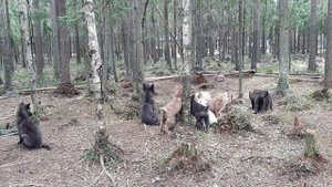 Гибрид Волка. Щенки. внутренняя коммуникация.