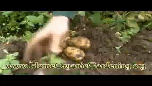Save Money by Growing Your Own Organic Food смотреть онлайн
