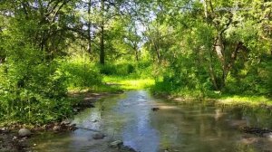 Звуки природы, пение птиц, Звуки Леса, для релаксации, сна, Медитации, Relax