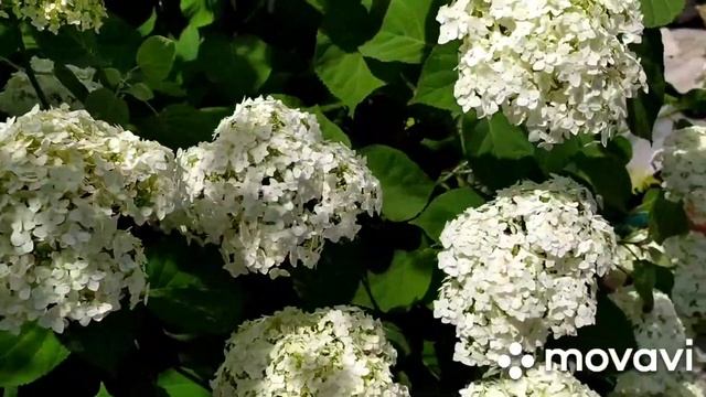 Цветы ночью под пение сверчков. смотреть онлайн