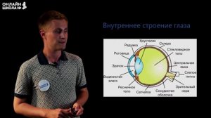 Зрительный анализатор. Видеоурок 7. Биология 8 класс