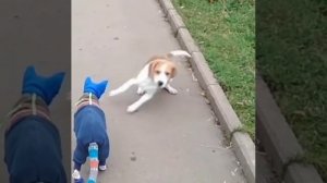 Нам собаки не страшны