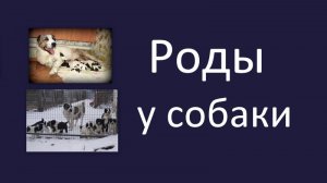 Хроника родов у Алабайки