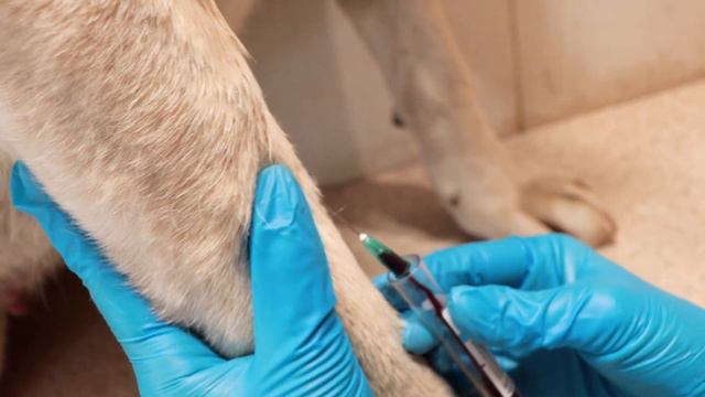 Взятие крови у собаки! #анализкрови #собаки #кошки смотреть онлайн