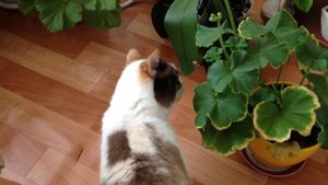 Герань для кошки