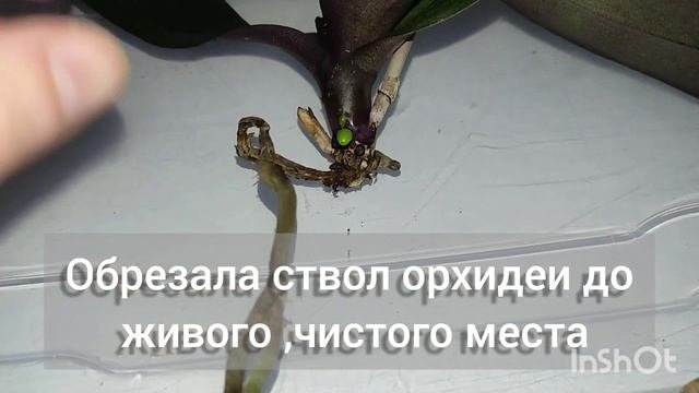Реанимация орхидеи, как и что делать?