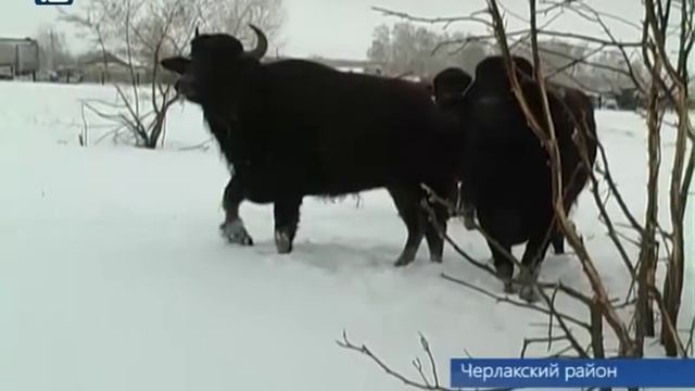 Буйволы поселились в Омской области