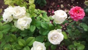розы на день рождения