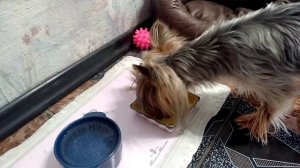 Смешанное питание йорка. Какое мясо можно йорку? Что можно есть йоркширскому терьеру?