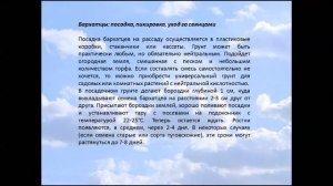 Бархатцы посадка и уход за солнечными цветами
