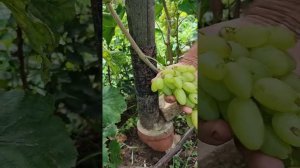 Сорта винограда Калугина