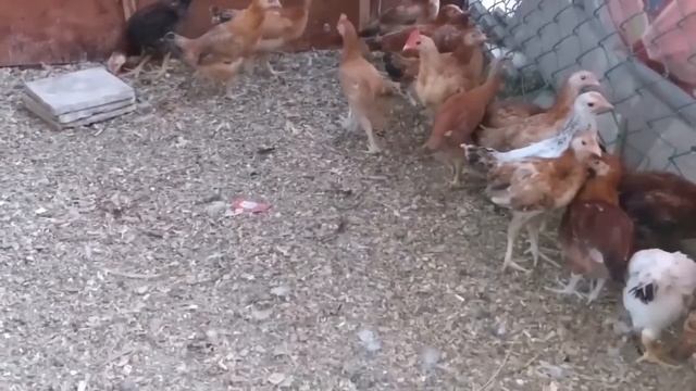 تربية الفراخ البلدى فى الصيف مشروع مربح