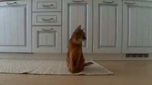 Timelapse abyssinian cat - 15 min without moving