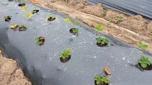 Первая подкормка клубники после посадки.