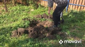 Маньчжурский орех/ Пересаживаем целебное дерево