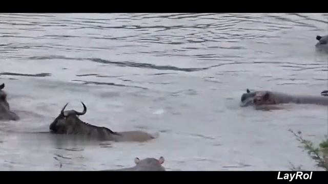 БЕГЕМОТ НАПАЛ НА КРОКОДИЛА ! ЖЁСТКАЯ СХВАТКА ЖИВОТНЫХ смотреть онлайн