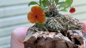 Lepanthes telipogoniflora