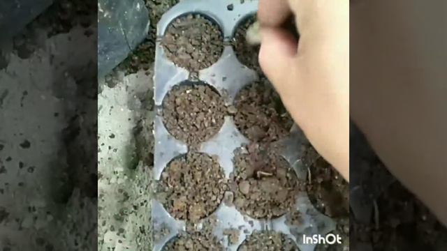 Asiatic lilies propagation/Dividing in Nepali 💯 смотреть онлайн