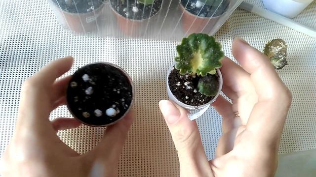 Укоренение черенка миниатюрной фиалки в воде и грунте,порядок,требования,важные аспекты смотреть онлайн