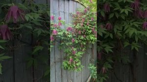 Княжики в моем саду