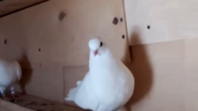 Ижевские голуби(молодежь 2020г.) г. Муром смотреть онлайн