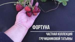 ФОРТУНА (Florida Fortuna) ранний сорт клубники.