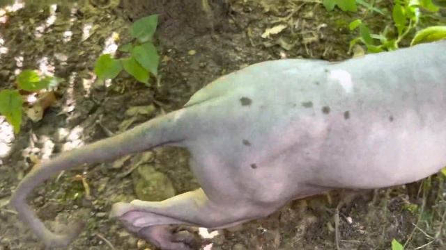 Лысая кошка сфинкс ожог на коже будьте осторожны смотреть онлайн