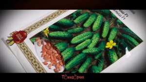 Семена Огурец Малыш GOLD - Помидорчик