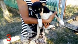 Тесты на определение характера щенка 4. Доминирующее положение