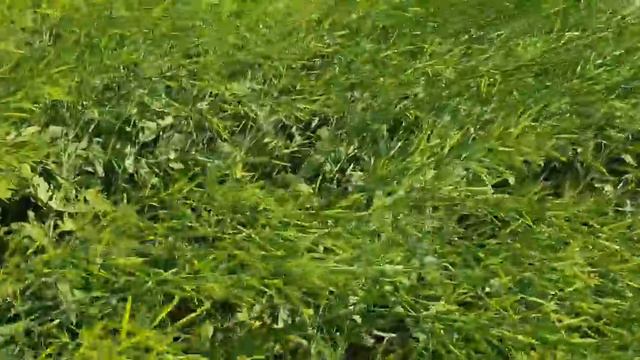 Выращивание яровой горчицы жёлтой. No-till 09.06.2019. Состояние посевов смотреть онлайн