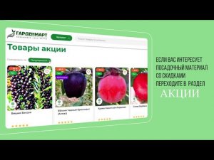 Сняли инструкцию: как оформить заказ в Гарденмарт