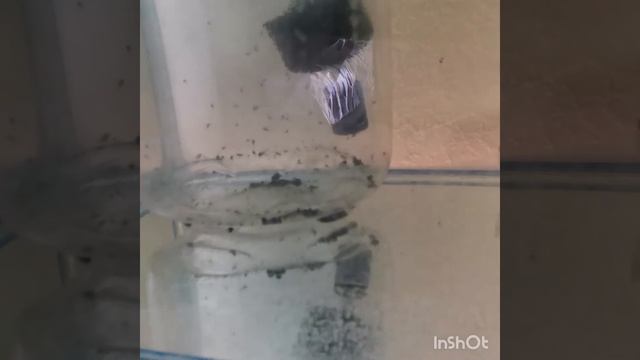 Кормление мальков скалярии нематодой смотреть онлайн