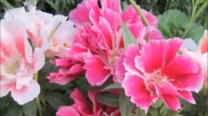 Самые красивые цветы на нашей планете  Ч.3