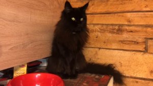 Агрессивный мейн-кун Тиффани. Remastered. И вошедшие ранее не опубликованные.