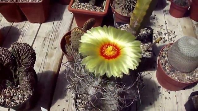 Fleur d'Astrophytum ornatum смотреть онлайн