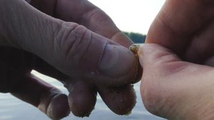 Рыбалка на Фидер в Августе! Фидерная ловля леща и плотвы в конце лета