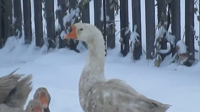 Гуси/ Птицеводство/ Птичий двор/ Уход смотреть онлайн